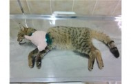 ARACIN ÇARPTIĞI YABAN KEDİSİ TELEF OLDU
