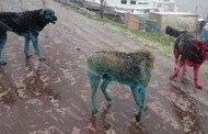 Boyalı köpeklerin sırrı çözüldü