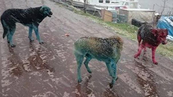 Boyalı köpeklerin sırrı çözüldü