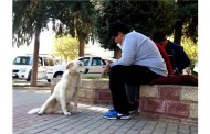 Sokak köpeği, kitap okuyan öğrencileri izledi-