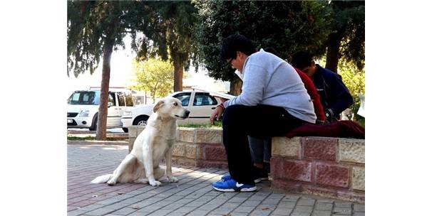 Sokak köpeği, kitap okuyan öğrencileri izledi-