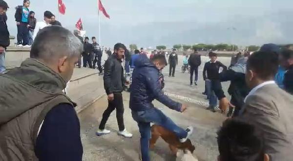 İskenderun'da köpek vahşeti