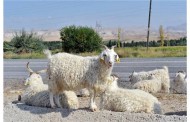 Ankara kuzusu ve oğlağı marka oluyor