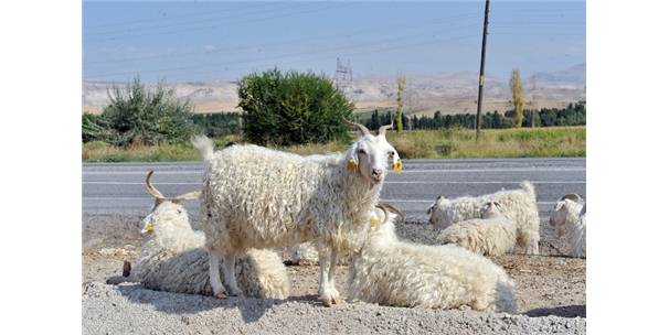 Ankara kuzusu ve oğlağı marka oluyor