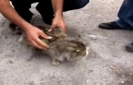 subhanallah Kanatlı Kedi Görenleri şoke ediyor