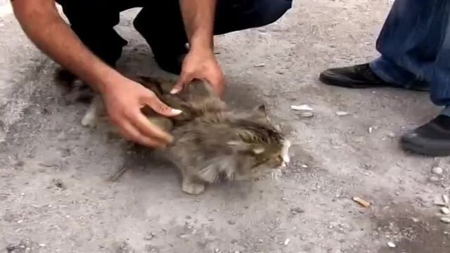 subhanallah Kanatlı Kedi Görenleri şoke ediyor