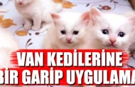 Van kedilerine 'takip sistemi' geliyor!Kaynak: Van kedilerine 'takip sistemi' geliyor!