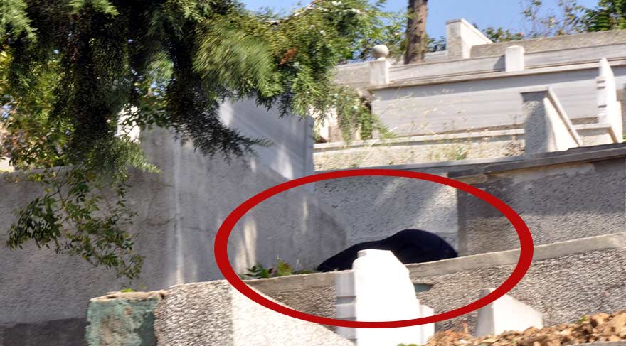 İstanbul’da şoke eden olay! Mezarlıkta kadın cesedi…