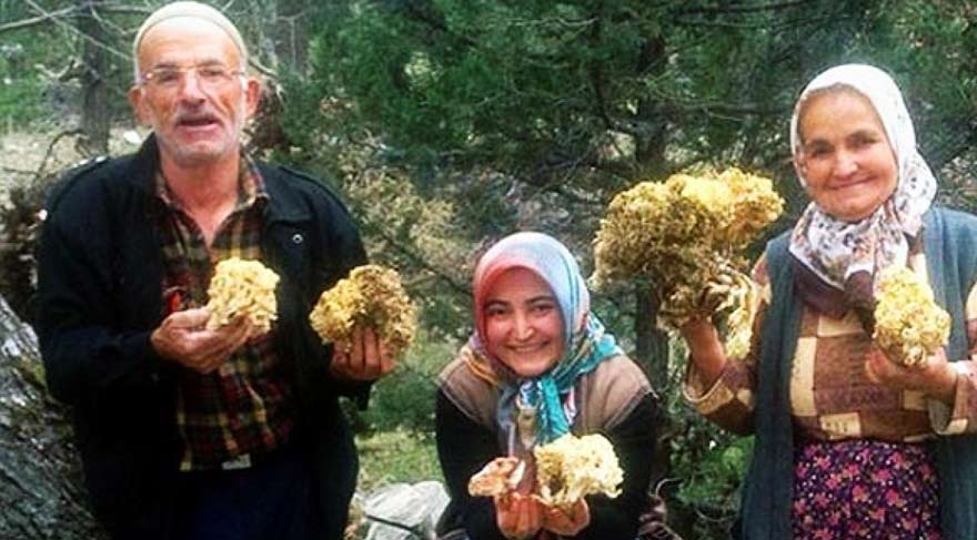 Yanlışlıkla sihirli mantar yediler başlarına gelmeyen kalmadı