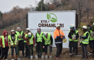 Karabük Kyk Ormanları Yeşeriyor