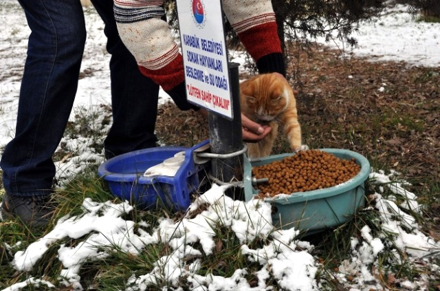 Karabük Belediyesi Sokak Hayvanlarını Unutmadı