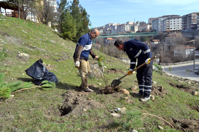 Karabük'te Fidan Dikimi